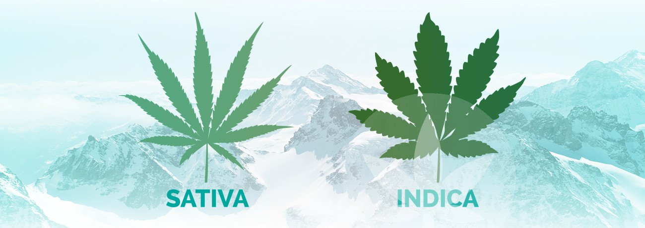 indica és sativa levelek