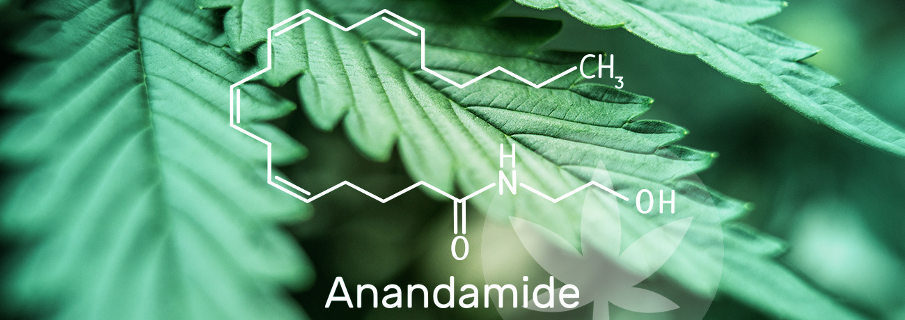 anandamite molecular structure