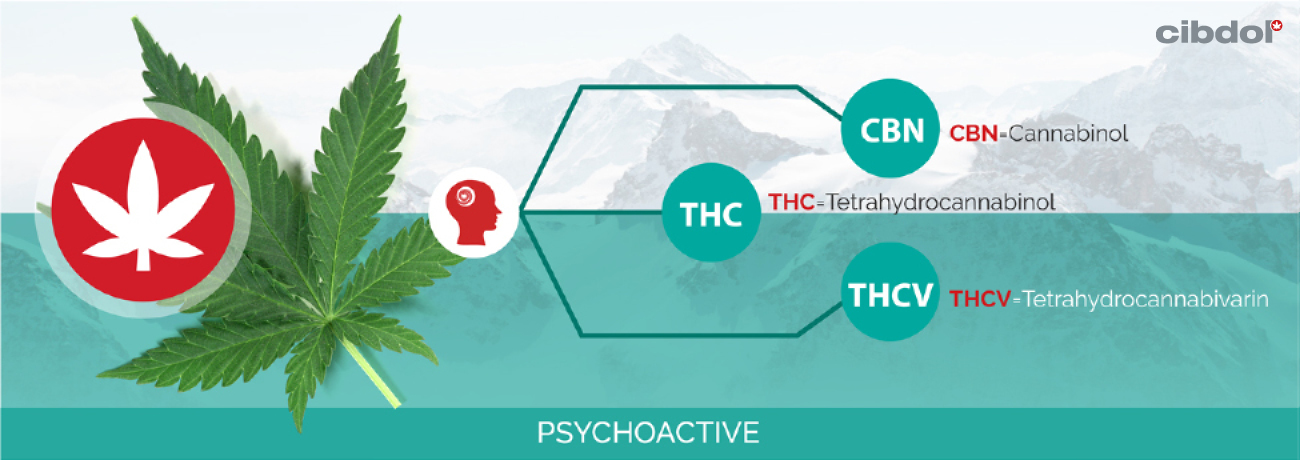 Mi a THC (Tetrahidrokannabinol)?