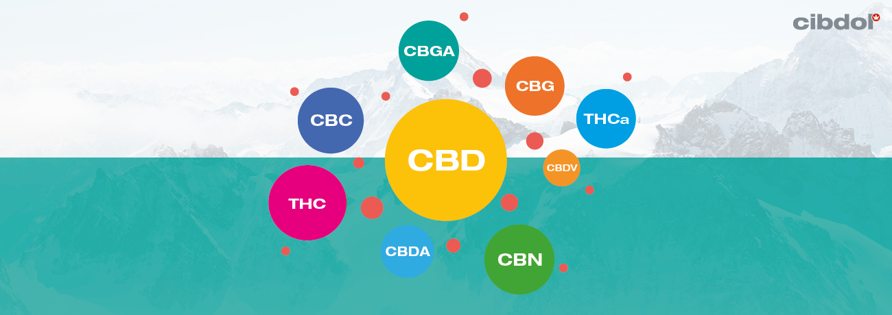 Mi az a teljes spektrumú CBD olaj?