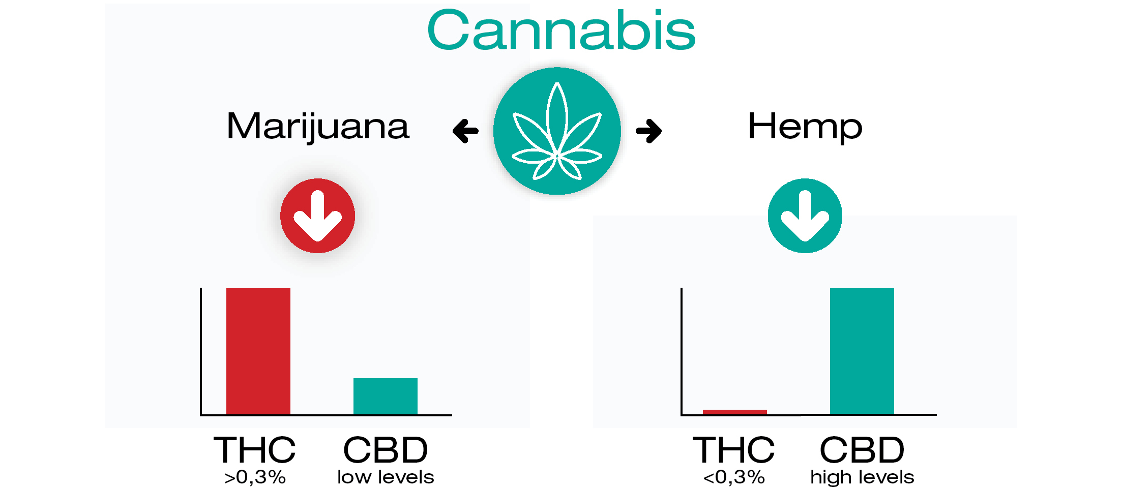 Honnan származik a CBD és a THC?