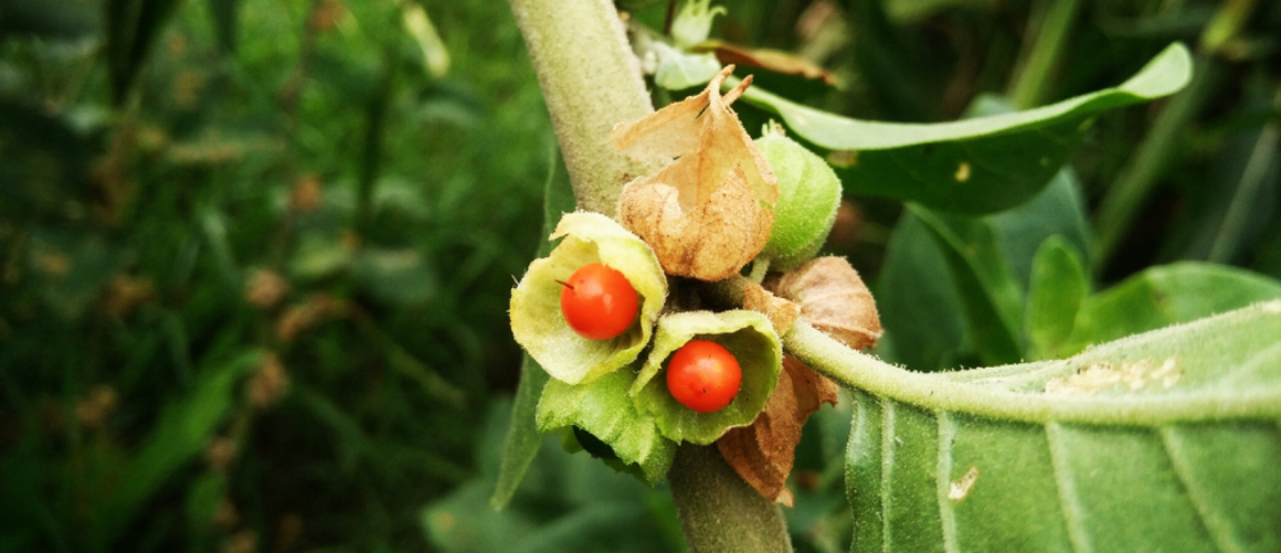 Szedhető az ashwagandha más vitaminokkal együtt?