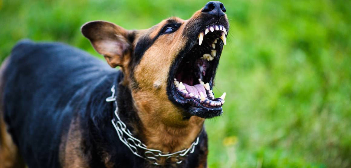 Segít a cbd kutyáknak az agresszió ellen?