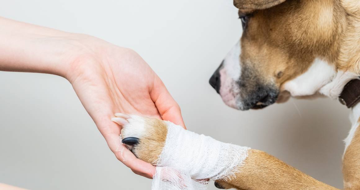Segít a cbd kutyáknak az ízületi fájdalomban?