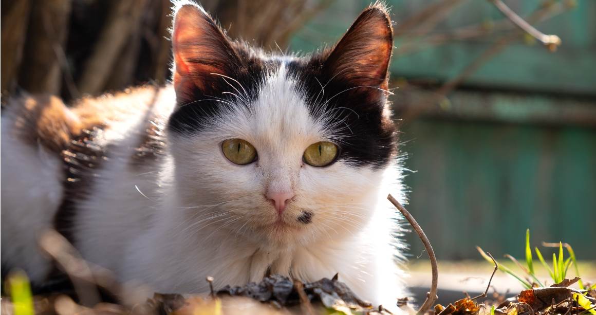 Segíthet a CBD olaj a macskáknak viszketésben?
