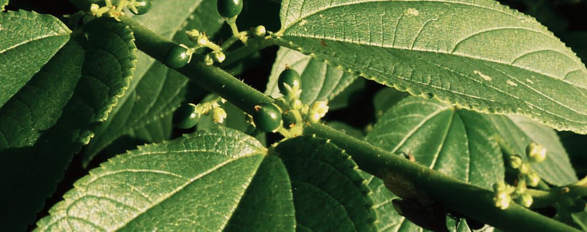 Tudósok Cannabis vegyületet találtak teljesen más növényben