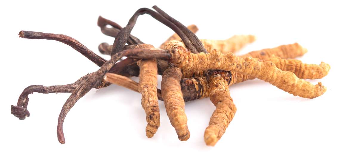 A cordyceps csökkenti a kortizolt?