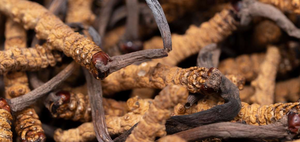 A cordyceps jó a húgysavra?