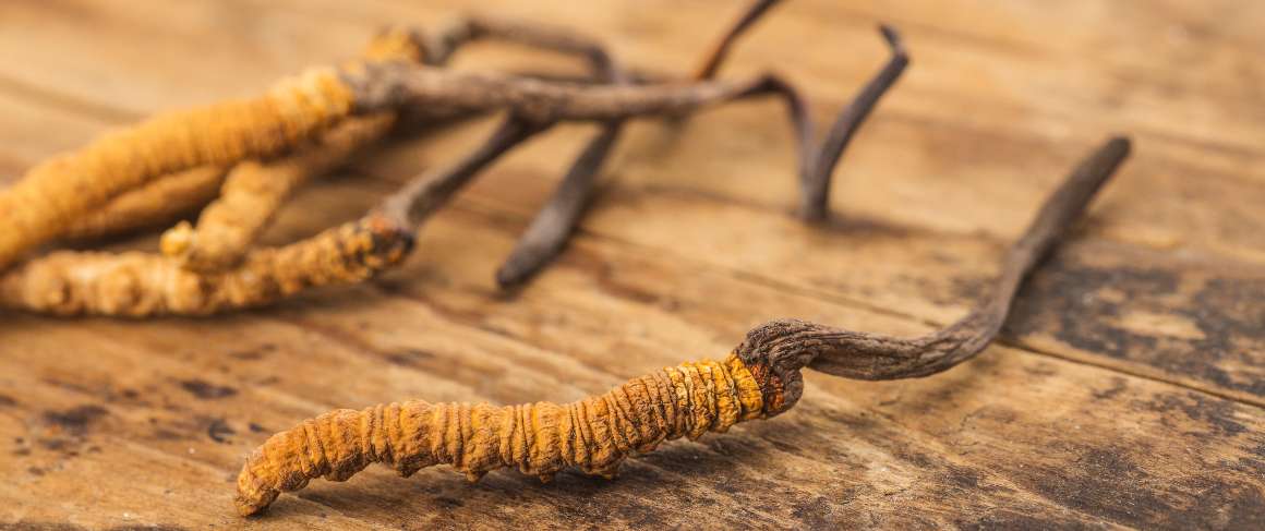 Rossz a cordyceps szedése éjszaka?