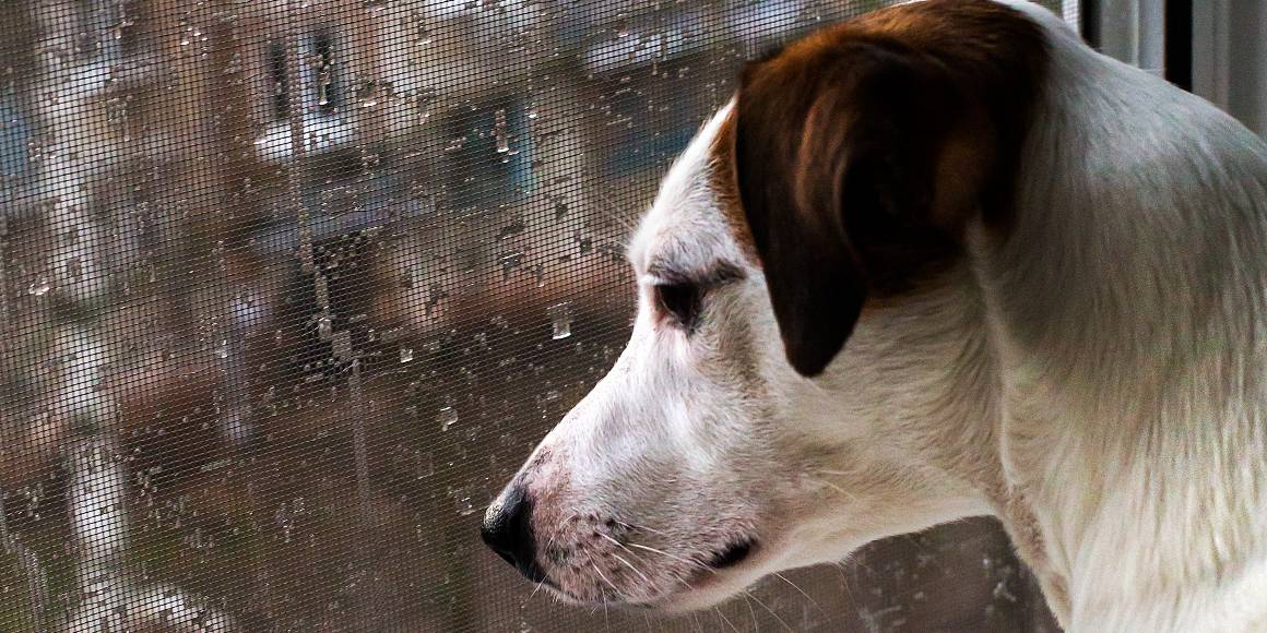 Segít a cbd a kutyáknak a szeparációs szorongásban?