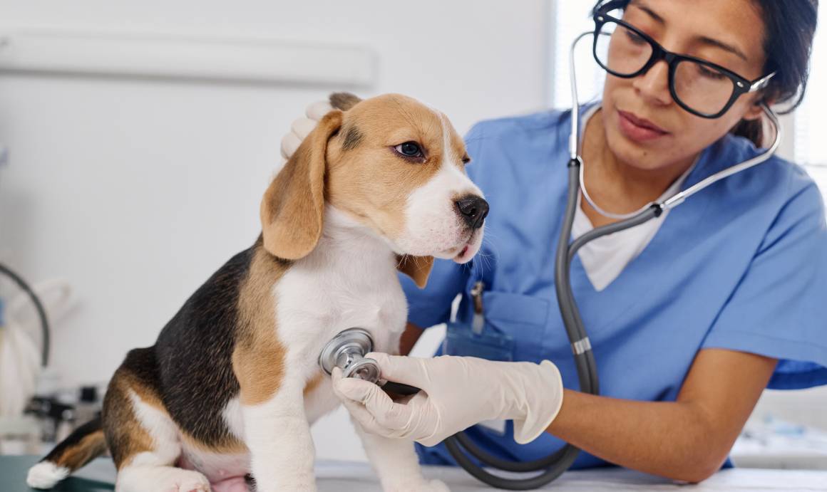 Az állatorvosok ajánlják a cbd-t kutyáknak?