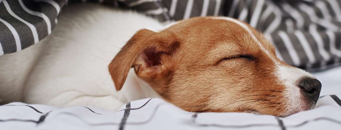 can-dogs-have-sleep-apnoe
