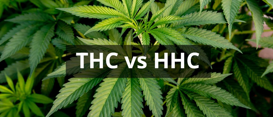 HHC vs THC: Hogyan hasonlíthatók össze ezek a kannabinoidok?